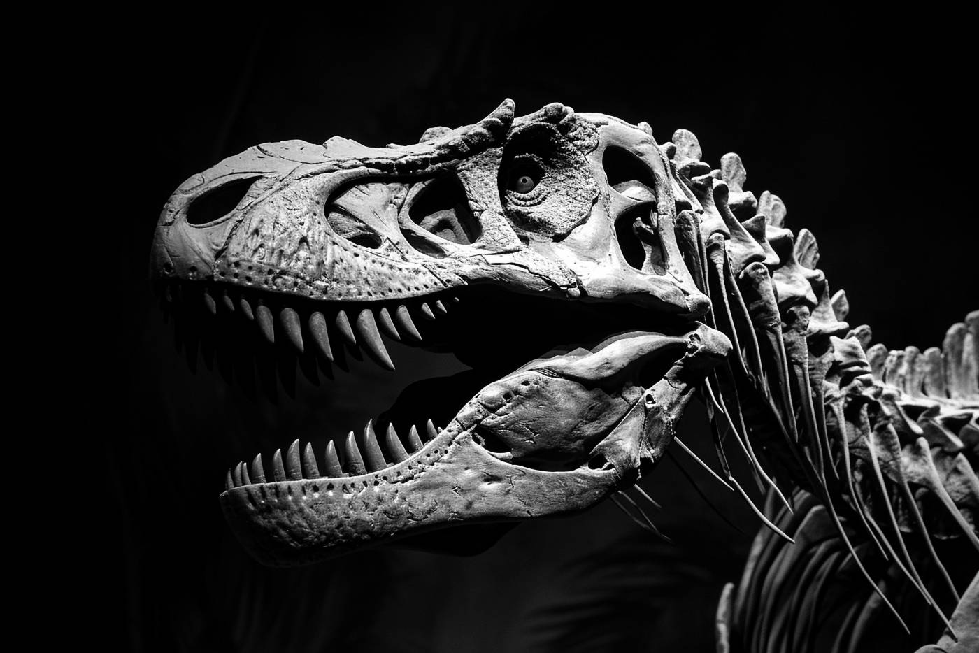 animal bone animal extinct dinosaur animal skull nature animal teeth — free black and white photo