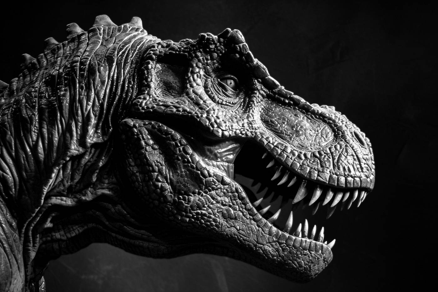 dragon animal teeth animal reptile — free black and white photo