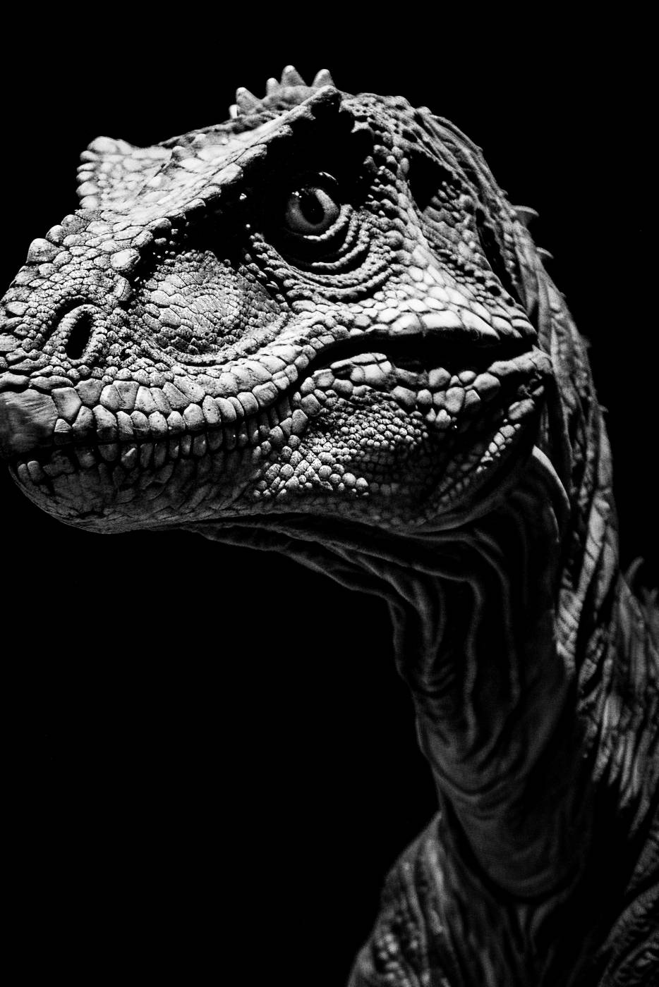 reptile isolated nature lizard animal close-up animal head — free black and white photo