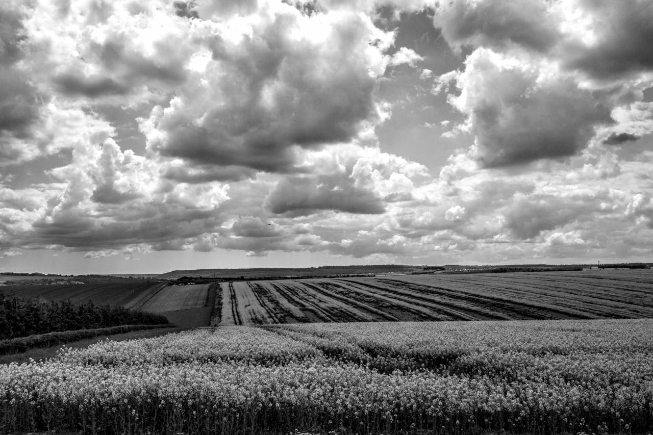 Yellow Field  — free black and white photo