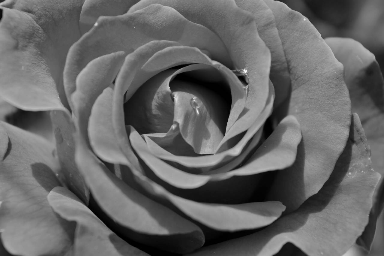 rose rain petals petal dew flower romance affection blooming — free black and white photo