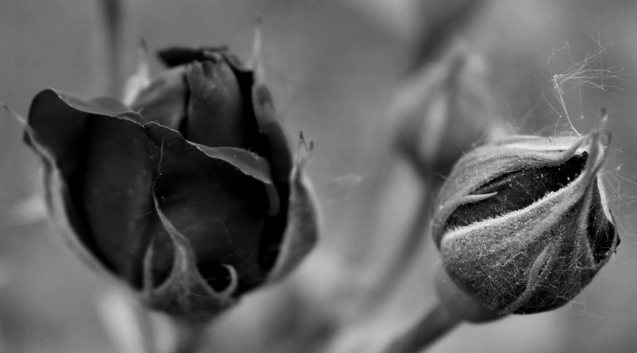 roses rose bud flower plant leaf flora reddish nature garden  flowers — free black and white photo