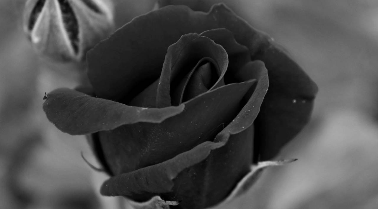 shrub rose nature plant garden flora petal flower kb — free black and white photo