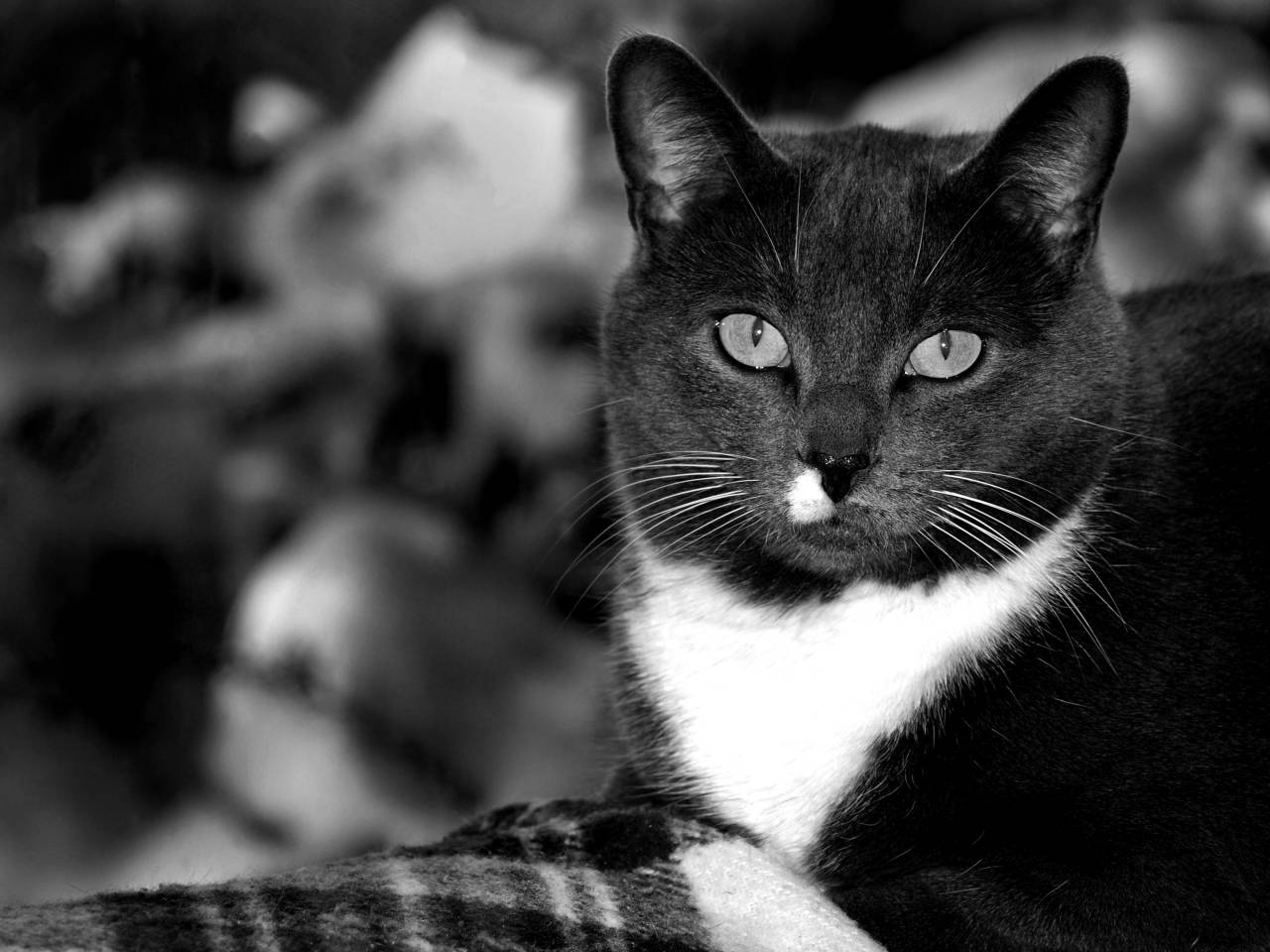 Animal Face Close up Free Stock Photo - NegativeSpace — free black and white photo