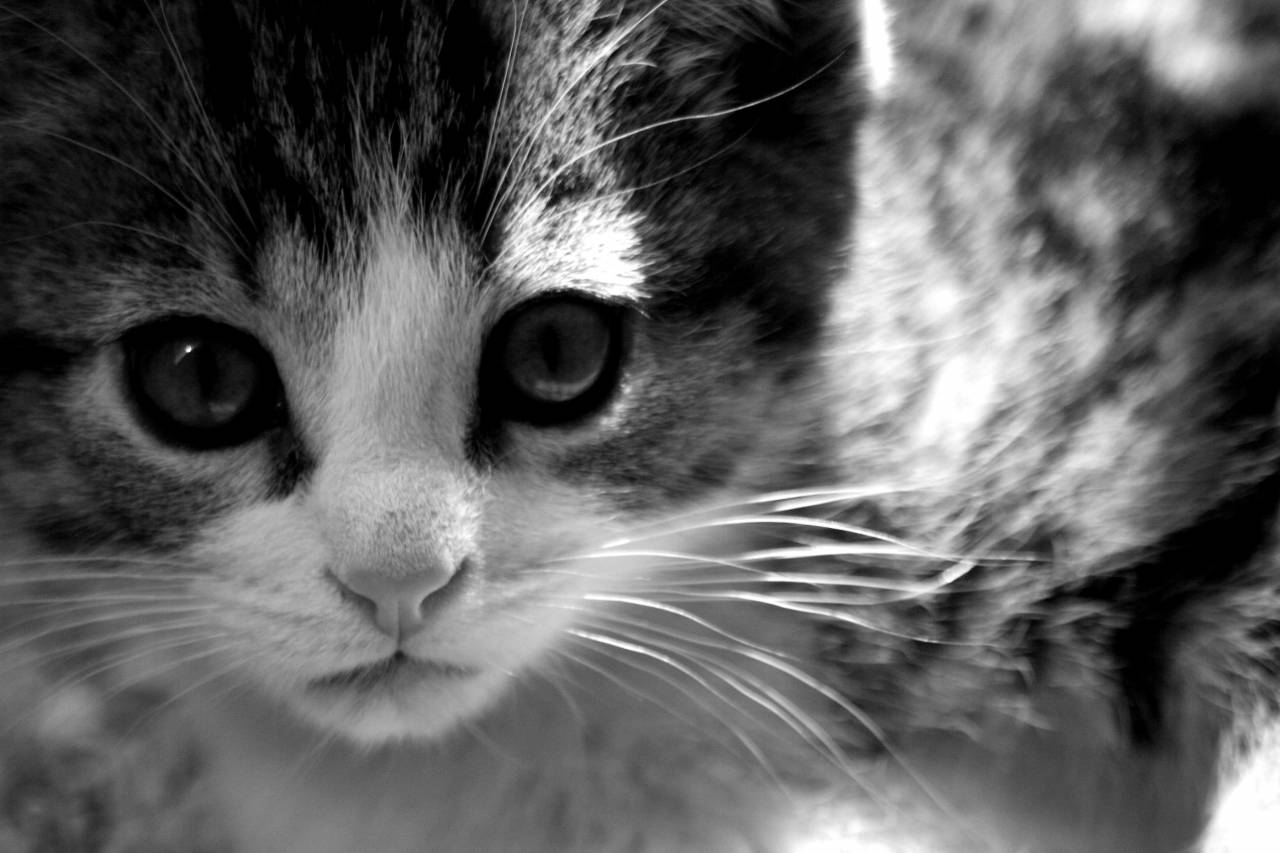 Animal Face Close up Free Stock Photo - NegativeSpace — free black and white photo