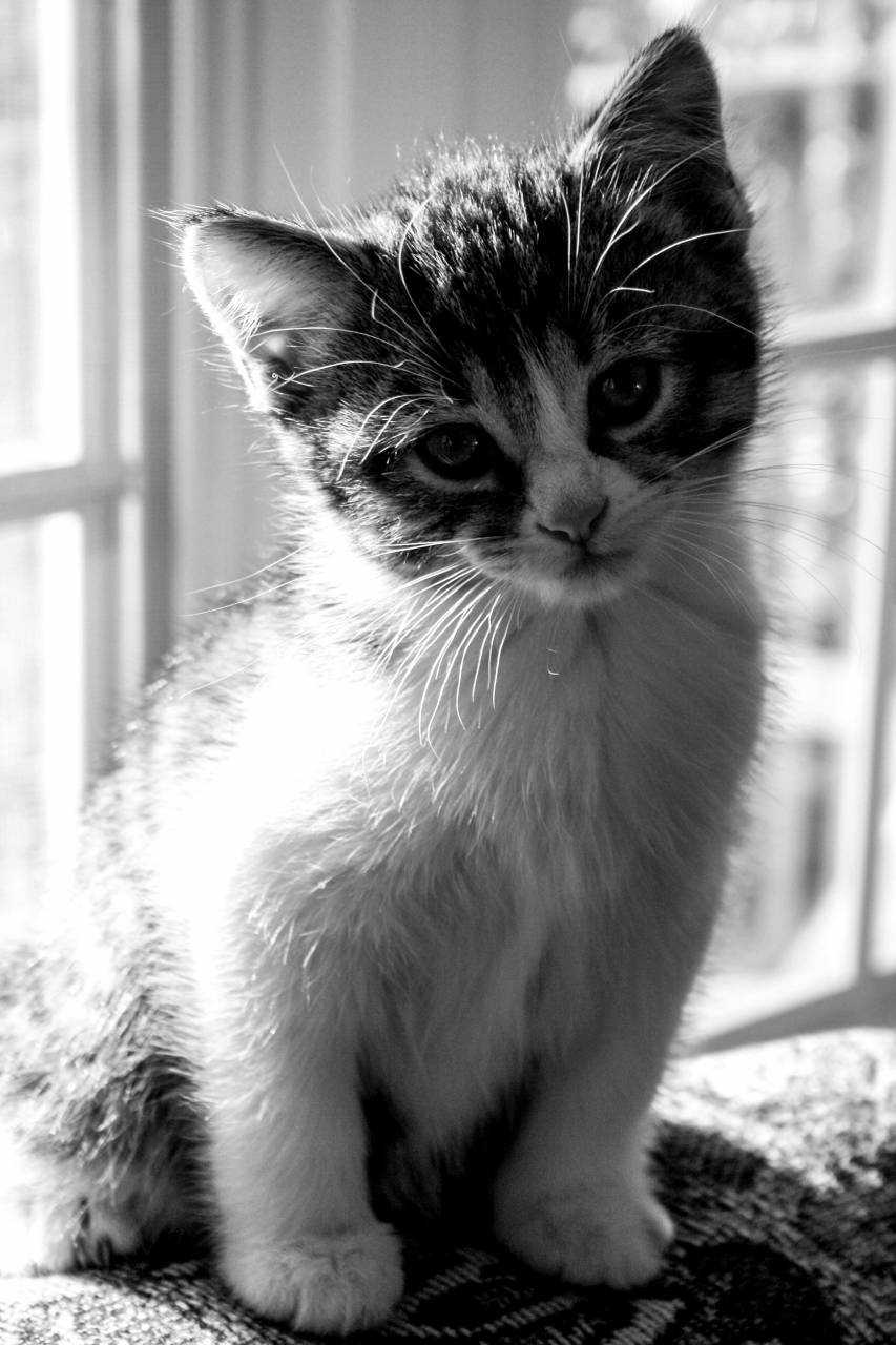 Animal Face Free Stock Photo - NegativeSpace — free black and white photo