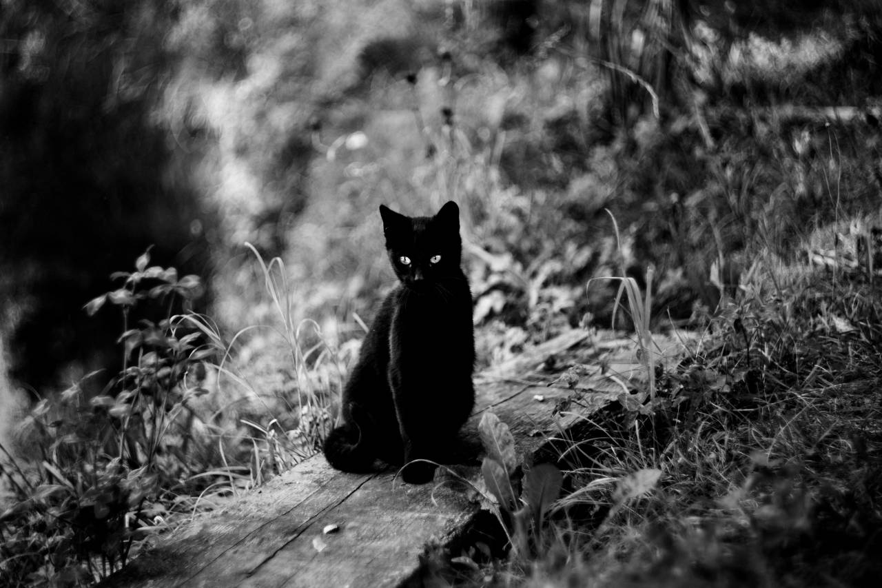 Black Cat Pond Free Stock Photo - NegativeSpace — free black and white photo