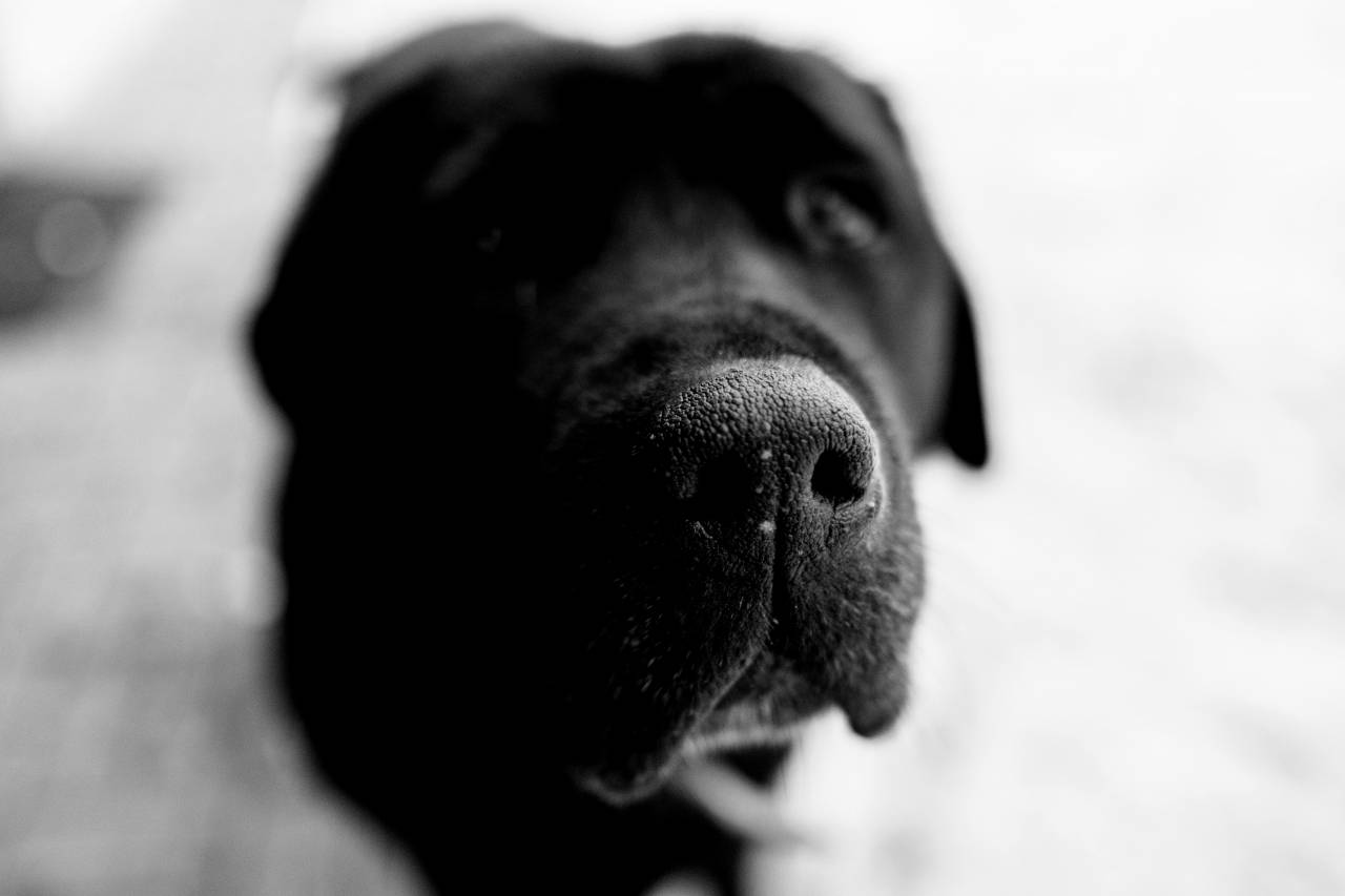 Black Labrador Dog Free Stock Photo - NegativeSpace — free black and white photo
