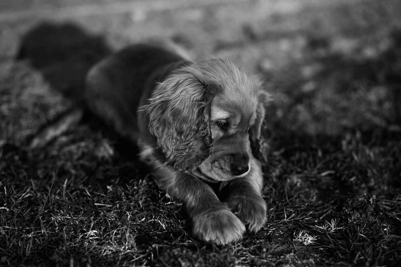 Cocker Spaniel Puppy Royalty Free Photo — free black and white photo