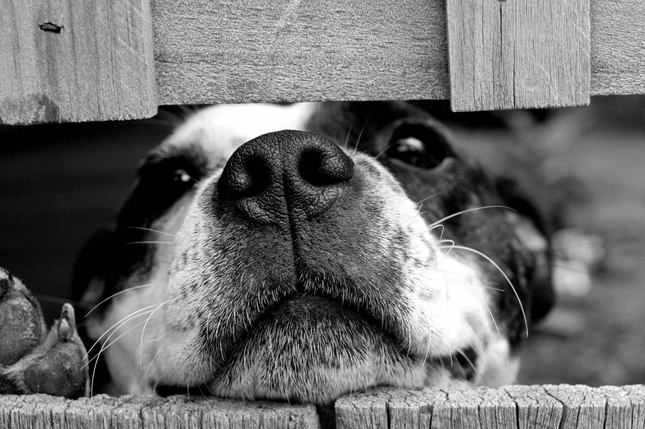 Cute Puppy Dog Black White Free Stock Photo - NegativeSpace — free black and white photo