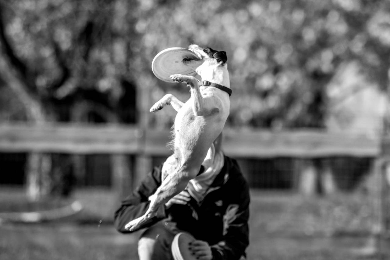 Dog Jumping Frisbee Happy Free Stock Photo - NegativeSpace — free black and white photo
