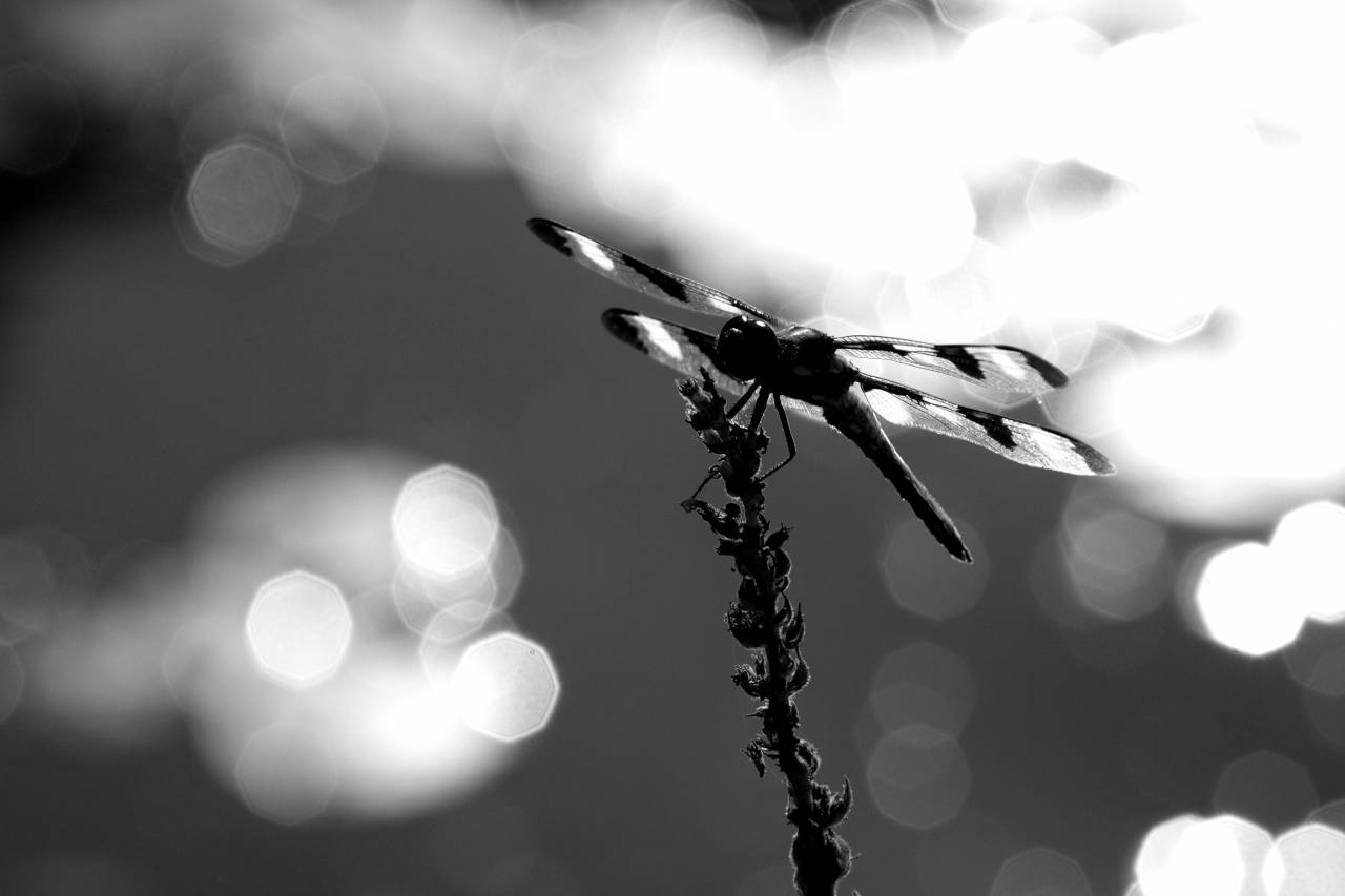 Dragonfly Close Up Free Stock Photo - NegativeSpace — free black and white photo