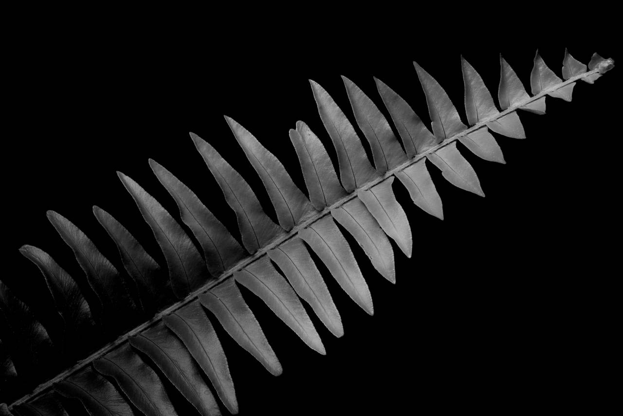 Fern Black Background Free Stock Photo - NegativeSpace — free black and white photo