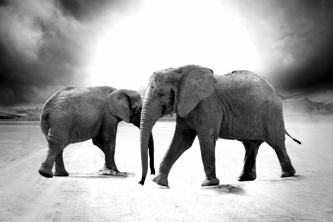 Grayscale Elephant Animals Africa Free Stock Photo  — free black and white photo