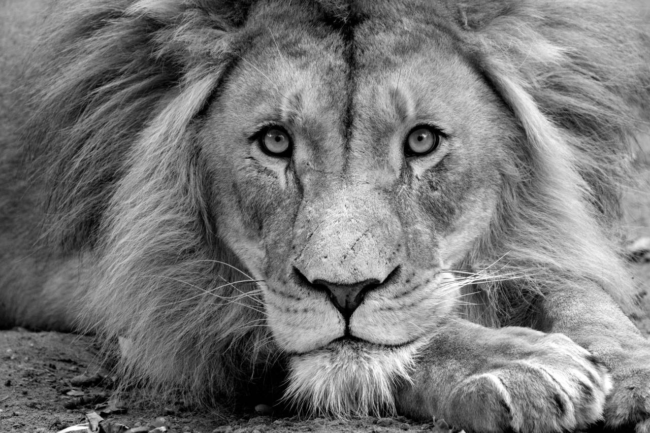 Lion Face Free Stock Photo - NegativeSpace — free black and white photo