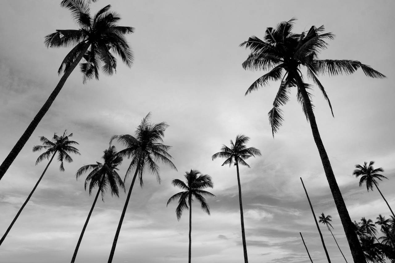 Palm Trees Blue Sky Free Stock Photo - NegativeSpace — free black and white photo