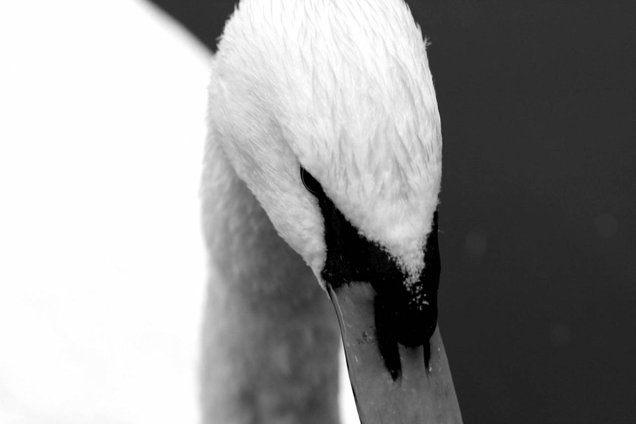 Swan Close up Free Stock Photo - NegativeSpace — free black and white photo