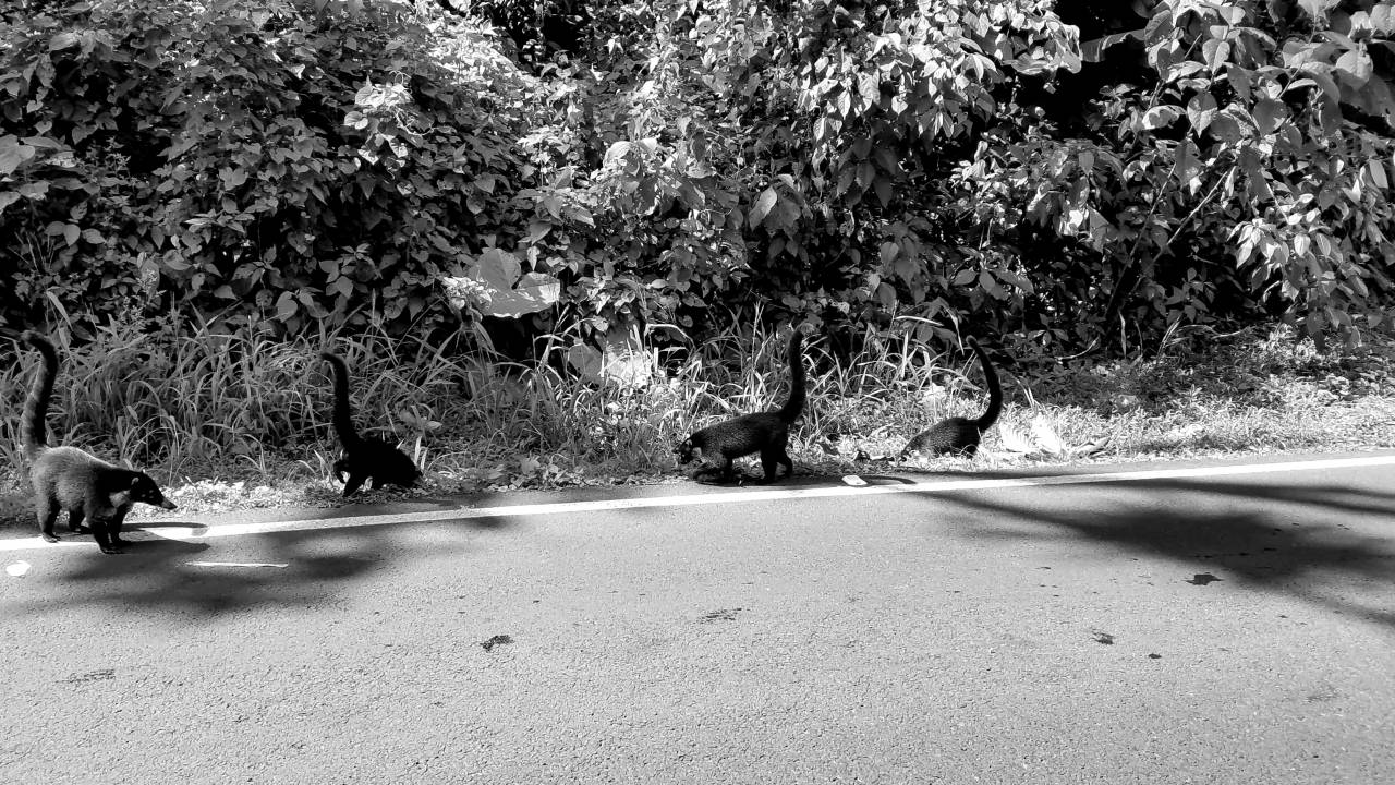animals nature asphalt wild park wildlife road grass animal tree  — free black and white photo