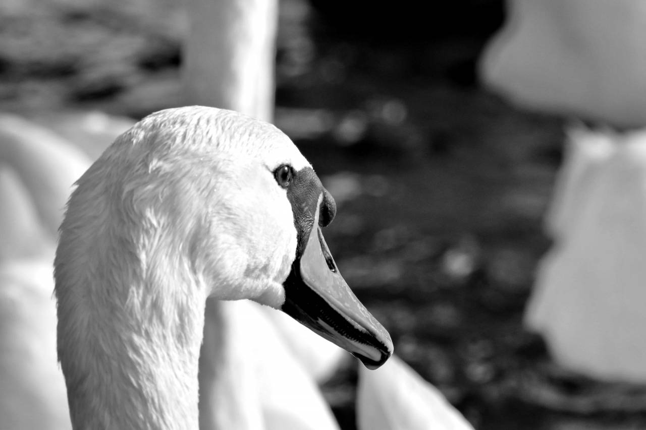 aquatic swan feather bird wildlife nature beak waterfowl lake animal kb — free black and white photo