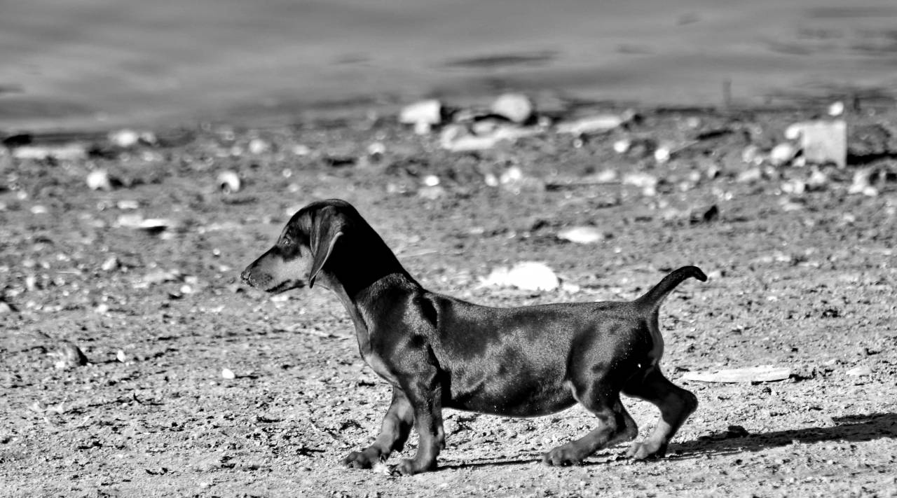 beach summer puppy animal purebred pedigree adorable breed pet — free black and white photo