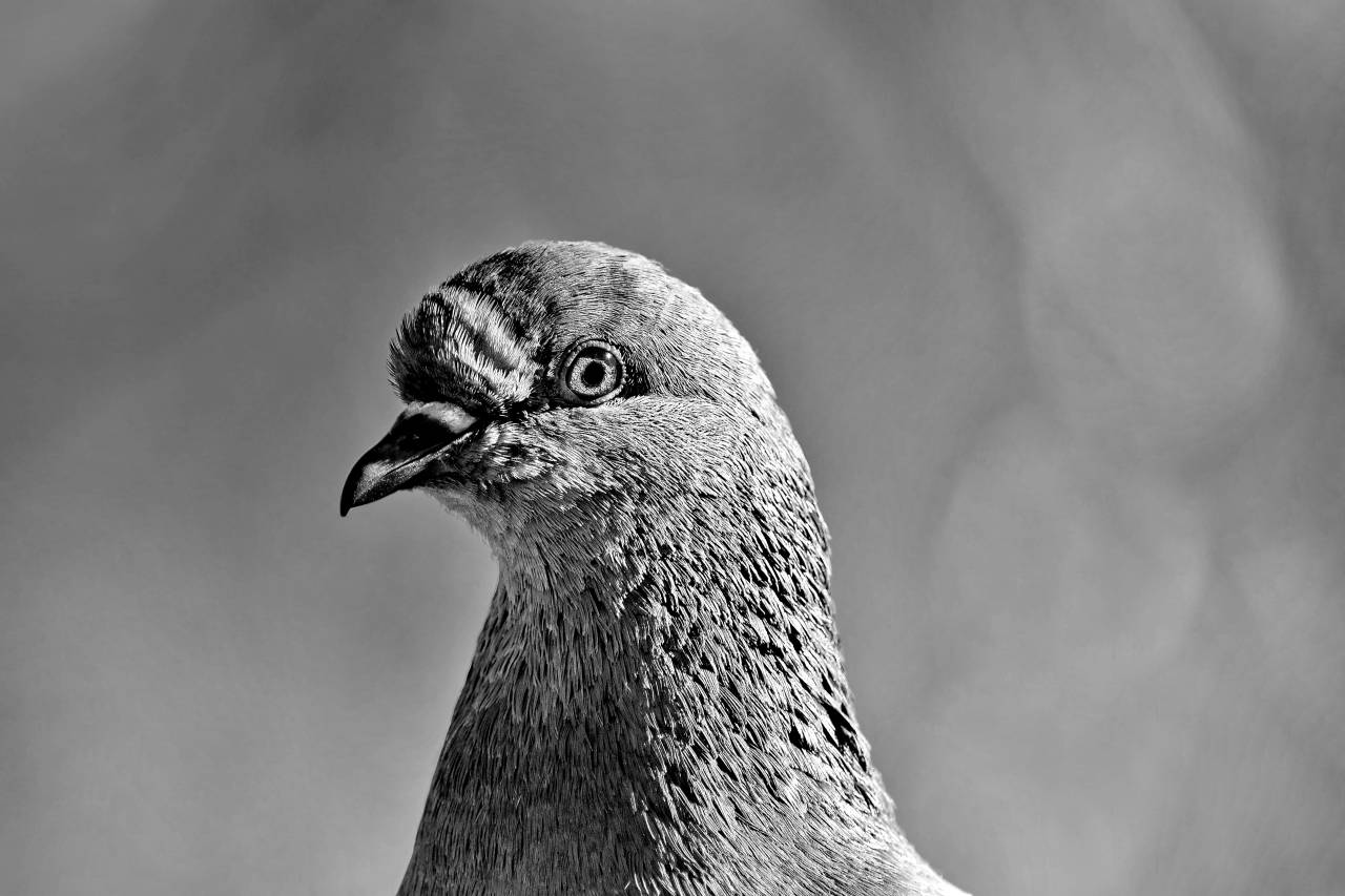 beak close bird colorful eye animal eyeball pigeon nature head — free black and white photo