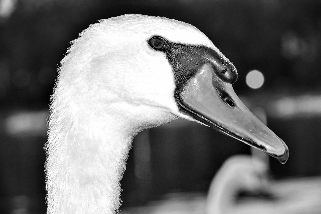 beak swan nature head bird waterfowl aquatic wildlife animal — free black and white photo