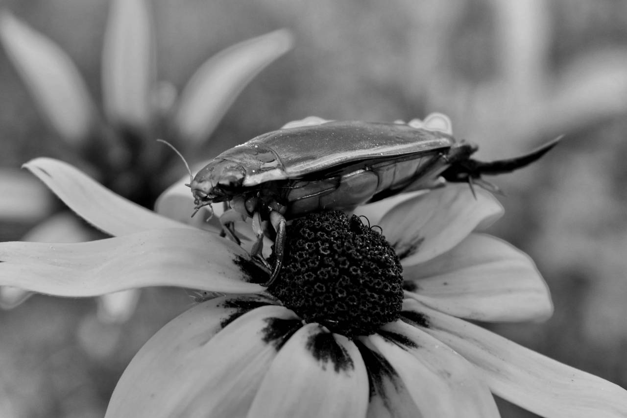 beetle animal head close arthropod flowers insect blooming biology bloom kb — free black and white photo