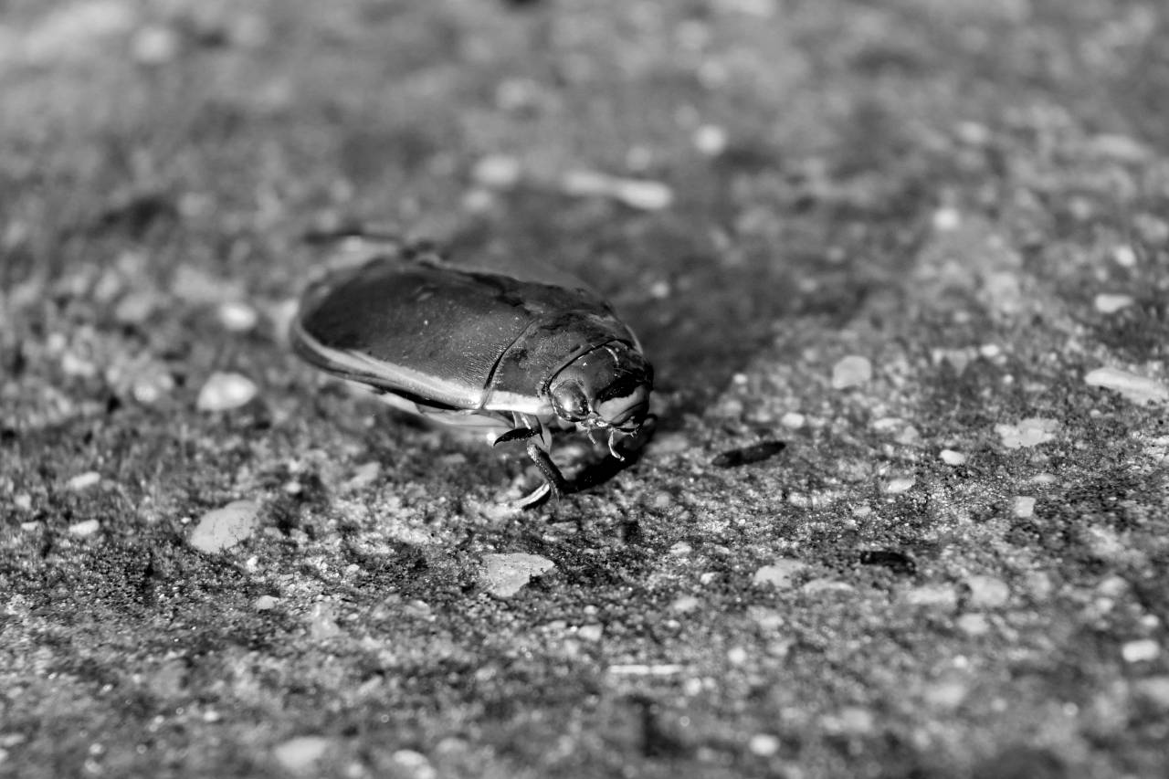 beetle biology arthropod animal blur ecology entomology bug  — free black and white photo