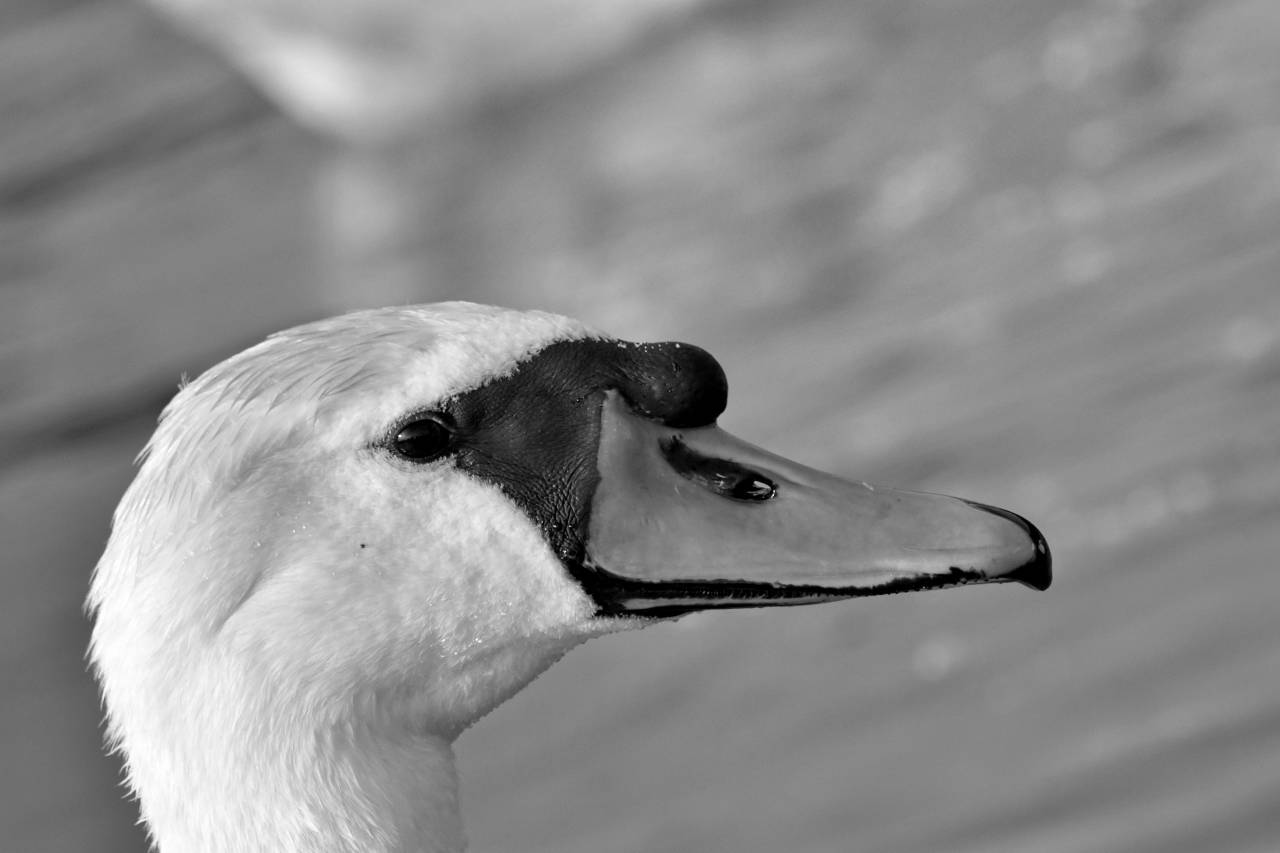 bird aquatic swan waterfowl wildlife outdoors nature animal water  swans — free black and white photo