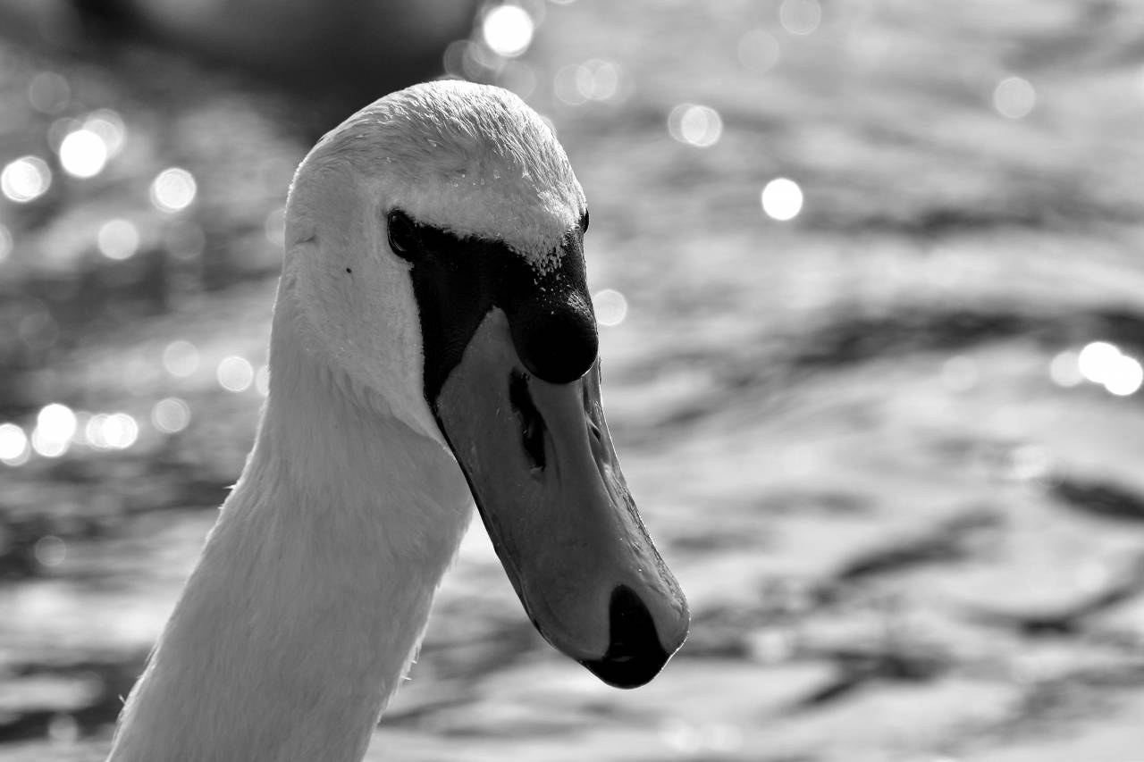 bird aquatic swan wildlife portrait head beak waterfowl nature animal — free black and white photo