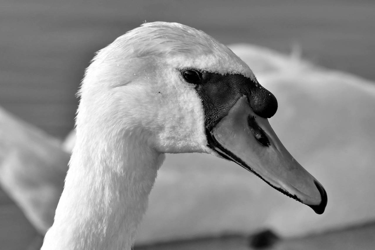 bird swan aquatic waterfowl wildlife poultry outdoors lake animal water — free black and white photo
