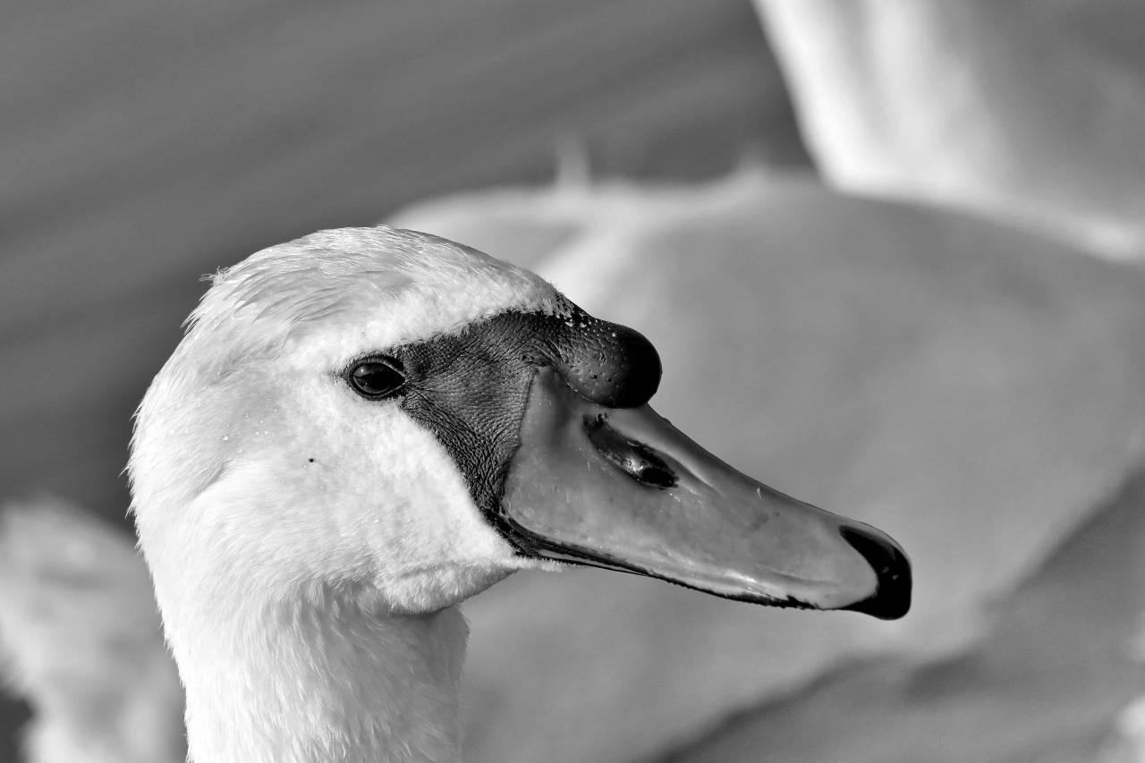 bird swan wildlife head aquatic waterfowl nature animal water  — free black and white photo
