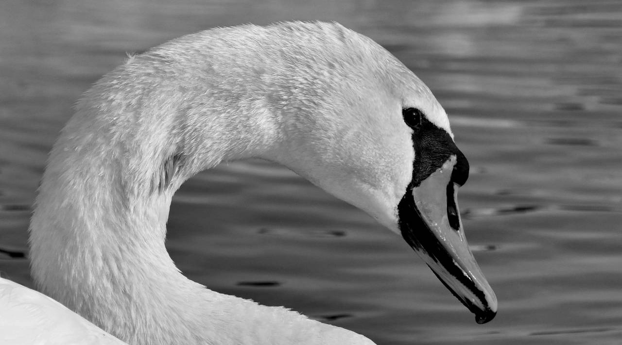 bird water nature swimming waterfowl swan wildlife aquatic lake animal — free black and white photo