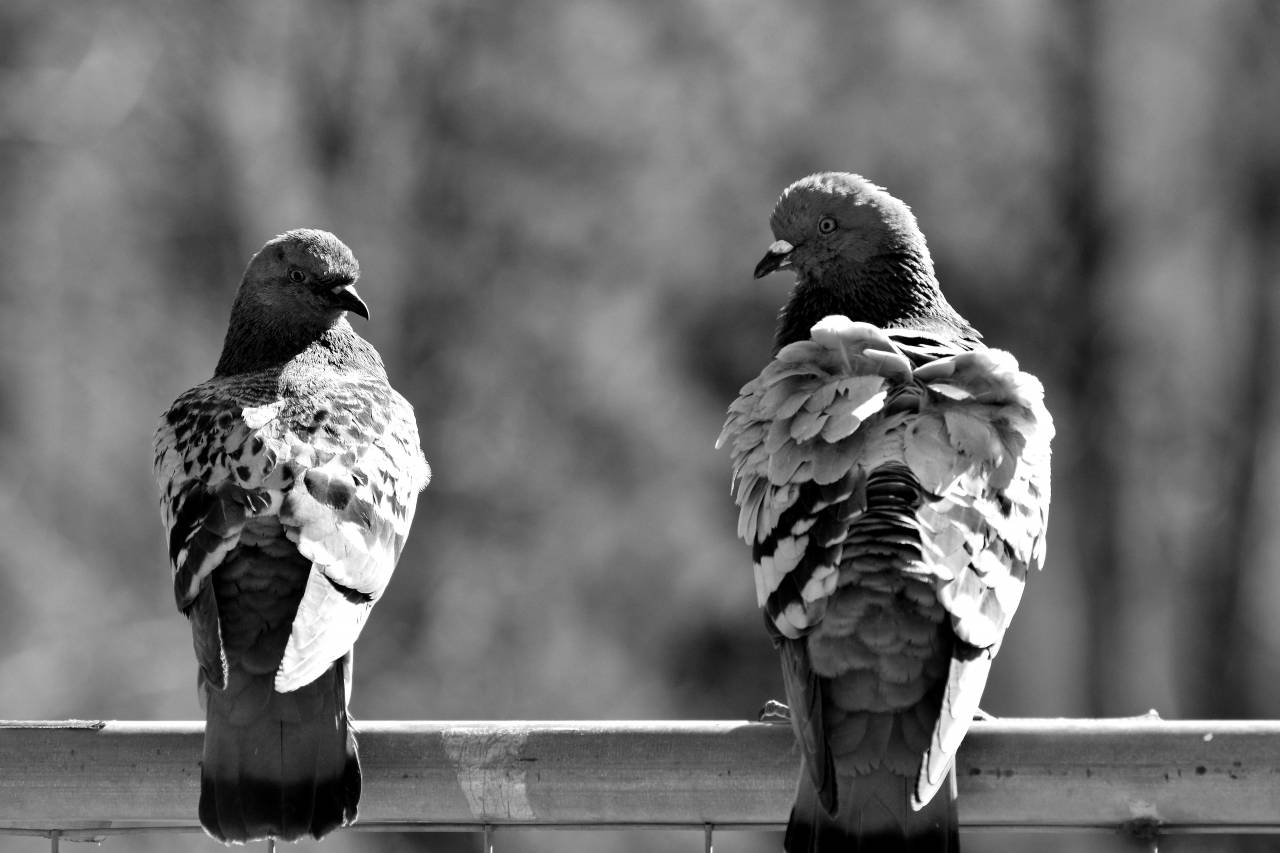 birds bird feather outdoors beak pigeon fence wildlife nature animal — free black and white photo
