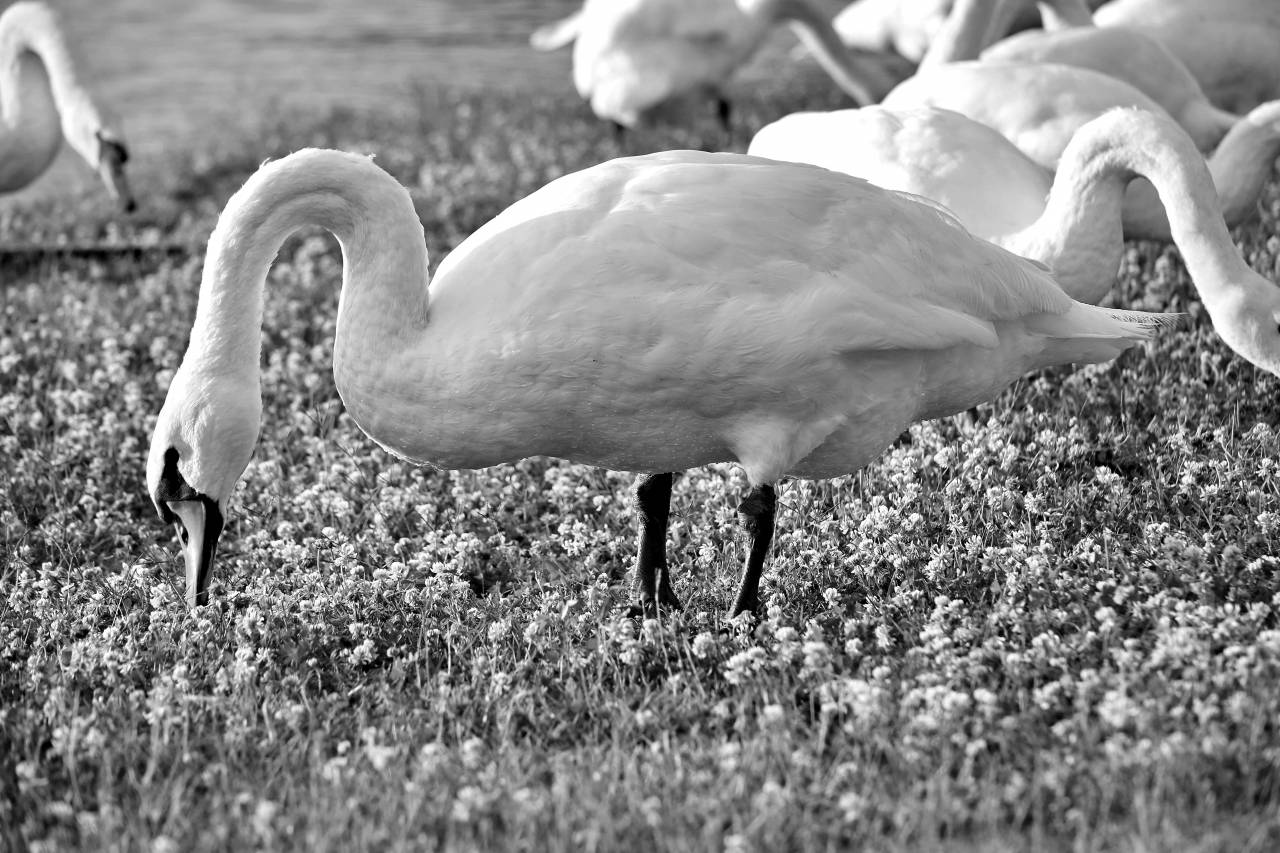 birds grass bird swan beak water wading grazing wildlife plants aquatic  — free black and white photo