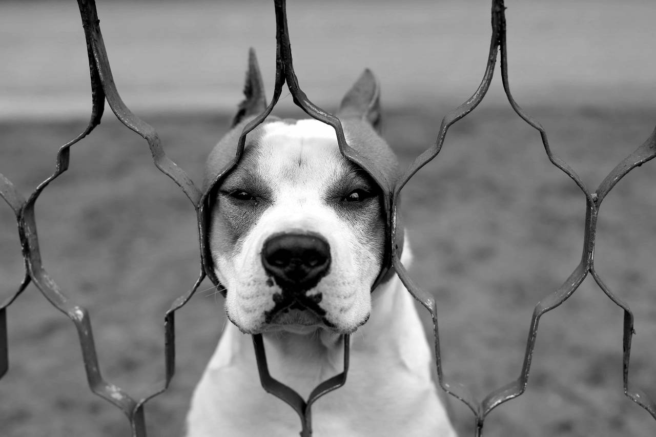 boxer breed dog hunting pet canine puppy animal funny cute  — free black and white photo