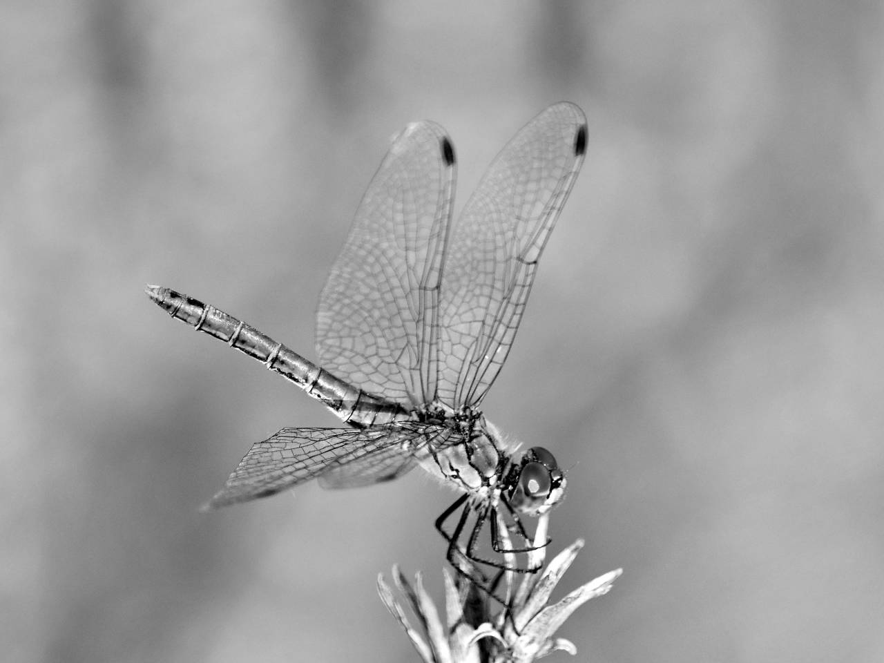 bug dragonfly insect close macro nature arthropod lacewing outdoors invertebrate insects drone  bugs advantage solution offers head — free black and white photo