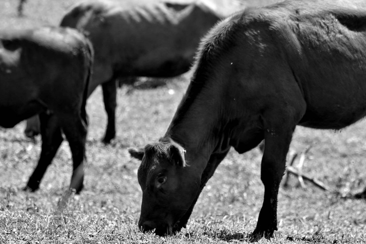 bull cow grazing animal field livestock meadow calf ranch grass — free black and white photo