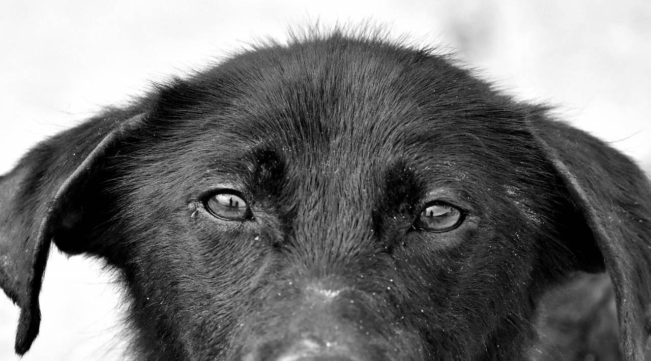 canine puppy portrait eyes dog monochrome fur eye animal hair — free black and white photo