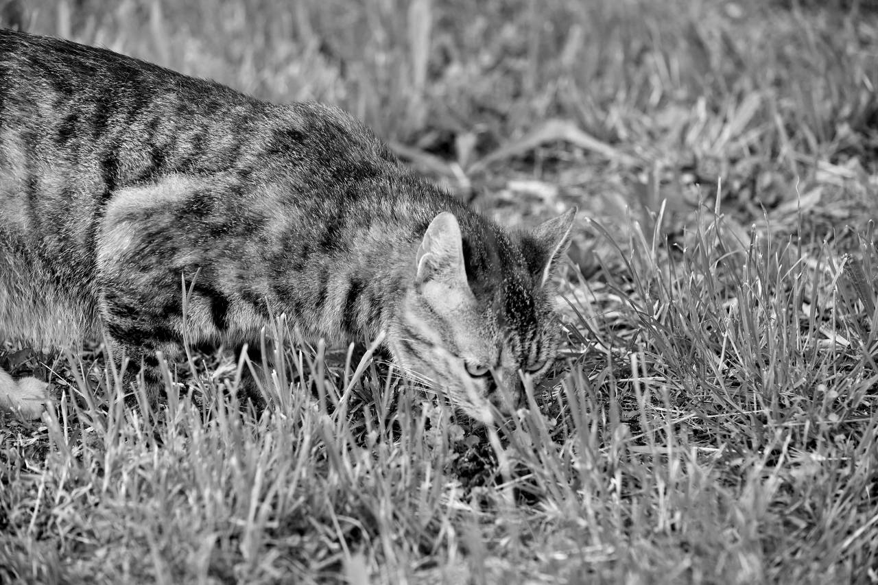 cat grass green domestic kitten cute curious feline fur nature — free black and white photo