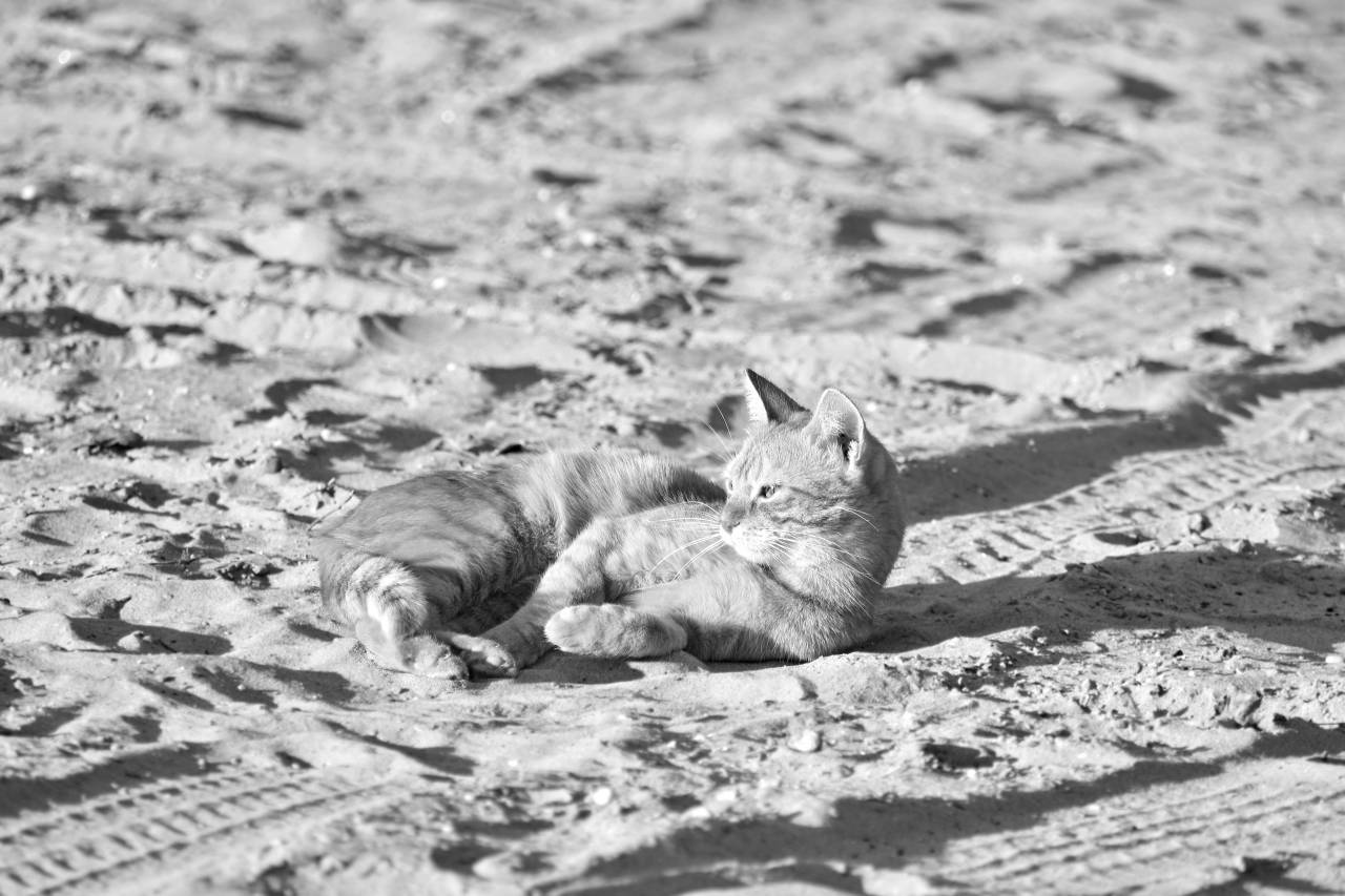 cat kitten yellow sunshine orange domestic fur feline kitty pet cats  — free black and white photo