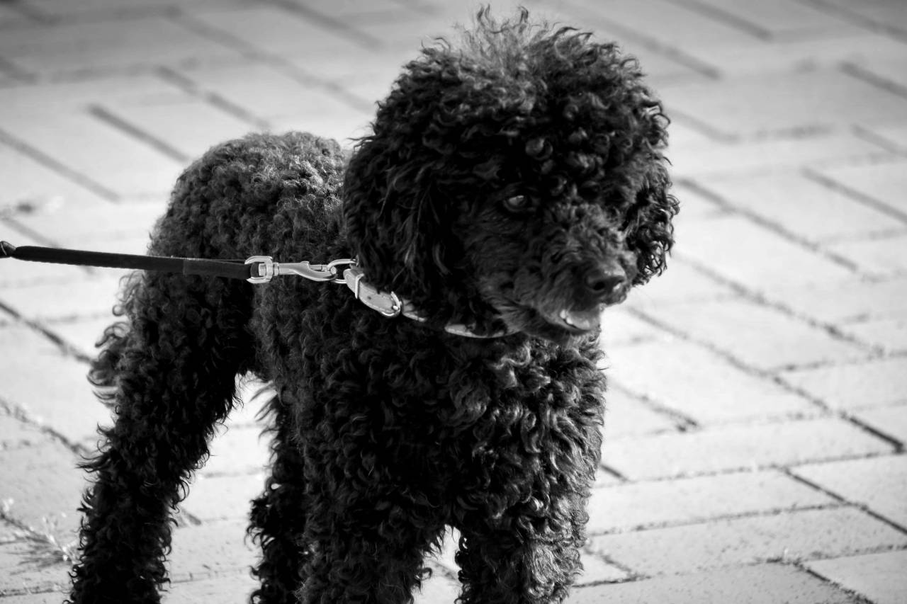 cute dog canine outdoors portrait fur puppy animal looking funny — free black and white photo