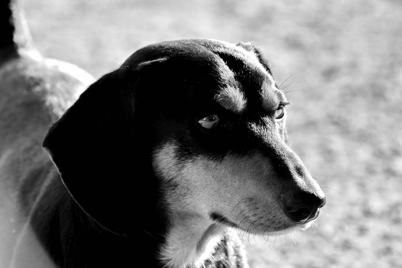 dachshund side dog cute puppy animal hound pet fur portrait — free black and white photo