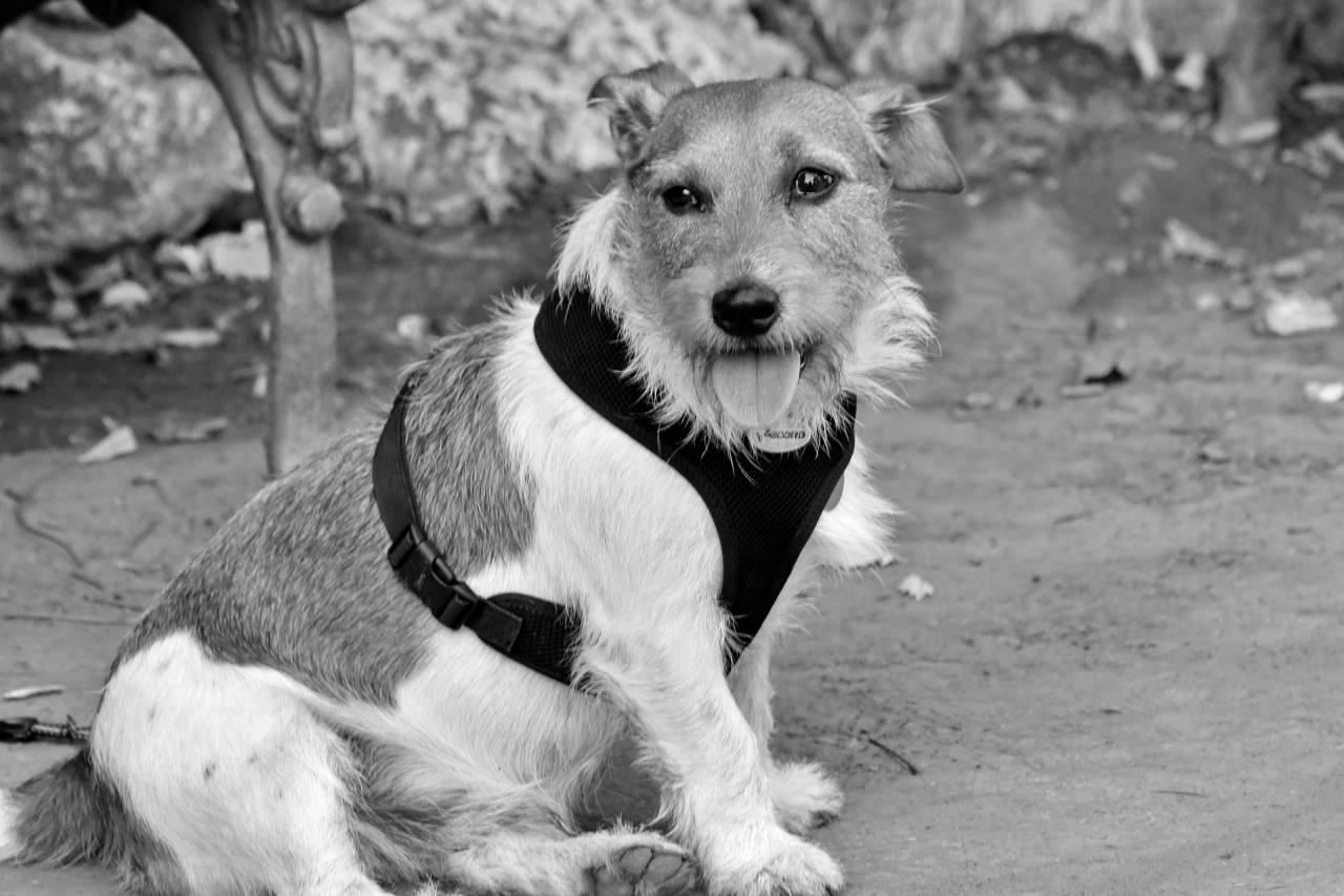 dog brown hunting breed animal pet funny puppy anjing portrait leash parla cane hewan purebred collar lucu labrador canine season — free black and white photo