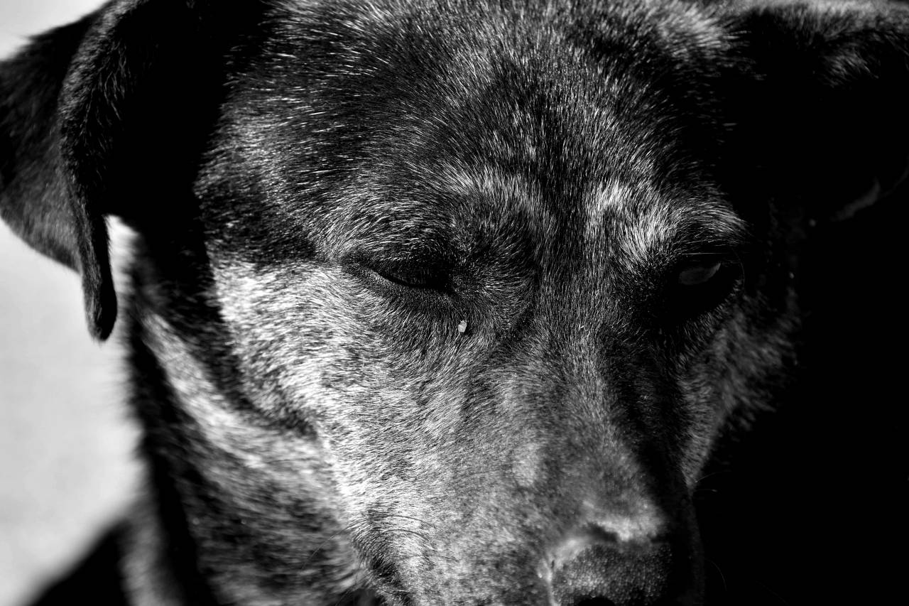 dog eyelashes eyes pedigree hunting pet canine eye portrait animal — free black and white photo