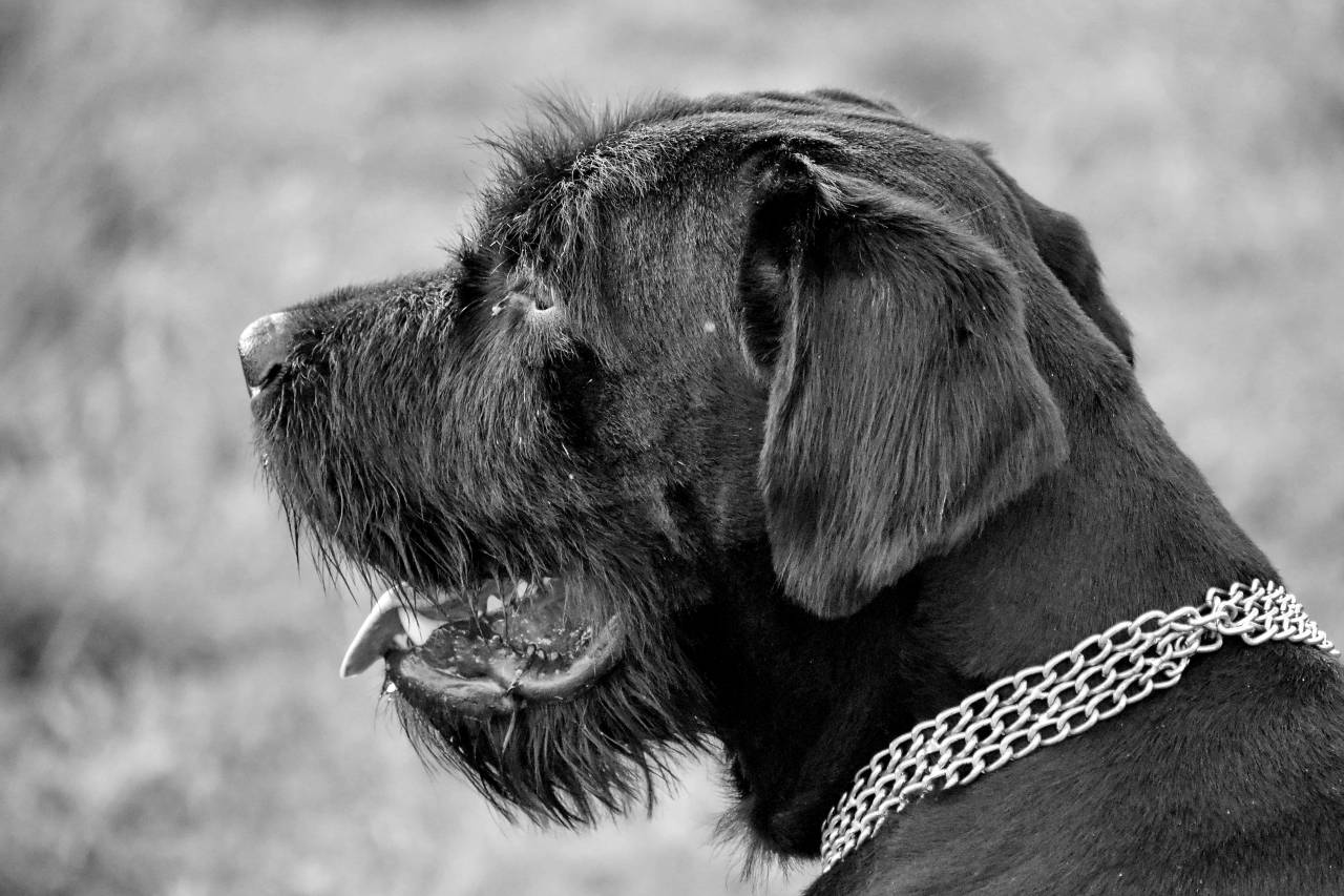 dog hunting schnauzer fur cute retriever animal canine pet portrait — free black and white photo