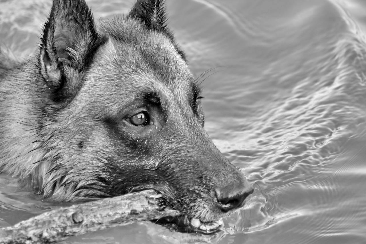 dog shepherd teeth mouth pet water canine eye animal nature  — free black and white photo