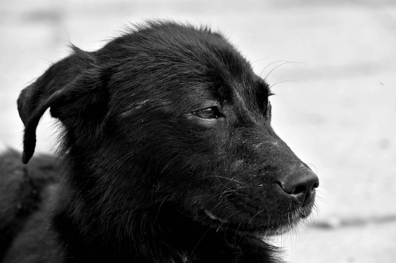 dog side portrait puppy cute eye animal shepherd canine — free black and white photo