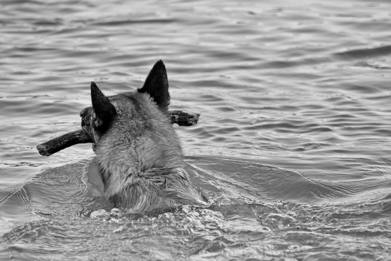 dog training animal shepherd hunting swimming program water wet river nature  — free black and white photo