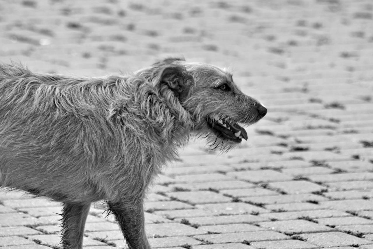 dog walking brown hunting canine pavement grass fur animal dogs  — free black and white photo